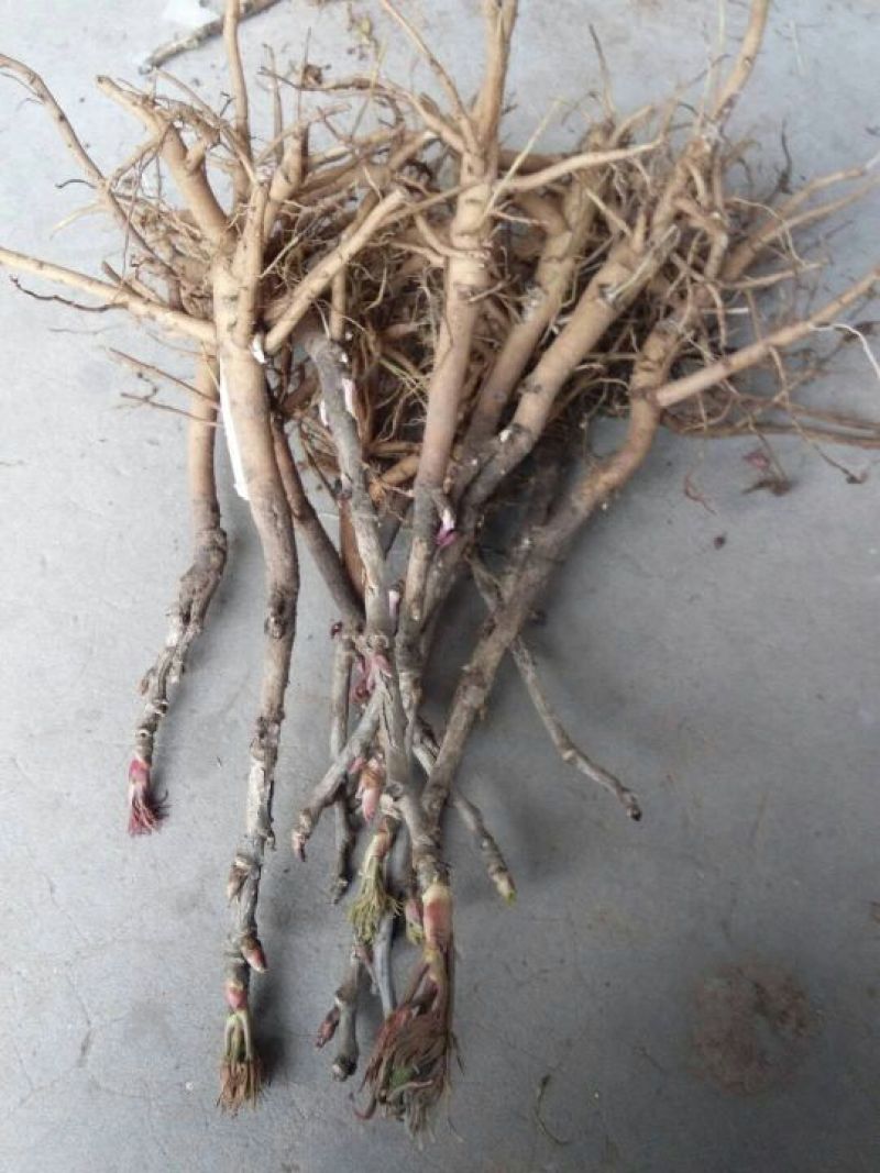 风丹白苗油用牡丹苗