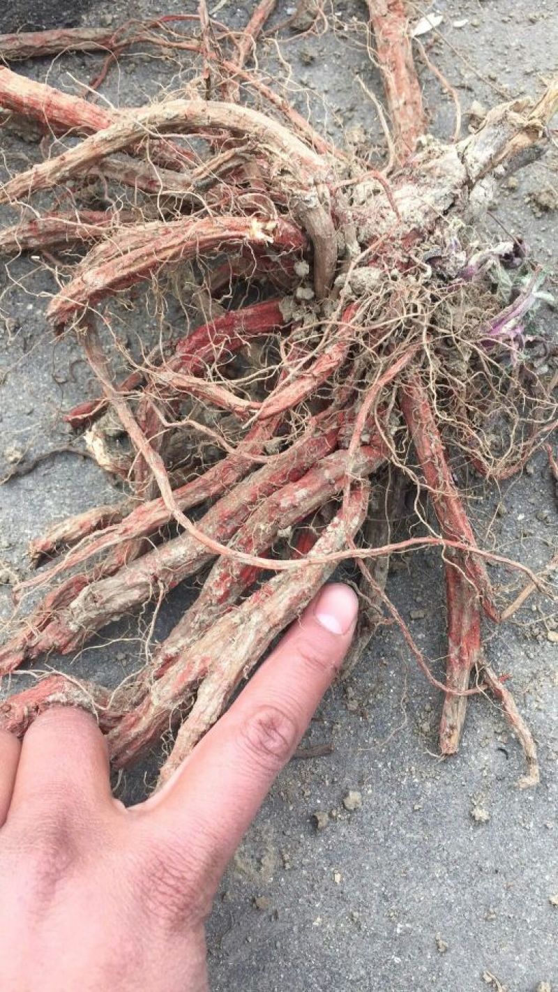 风丹白苗油用牡丹苗
