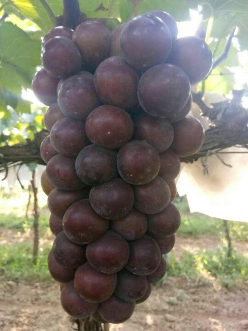 户太八号葡萄