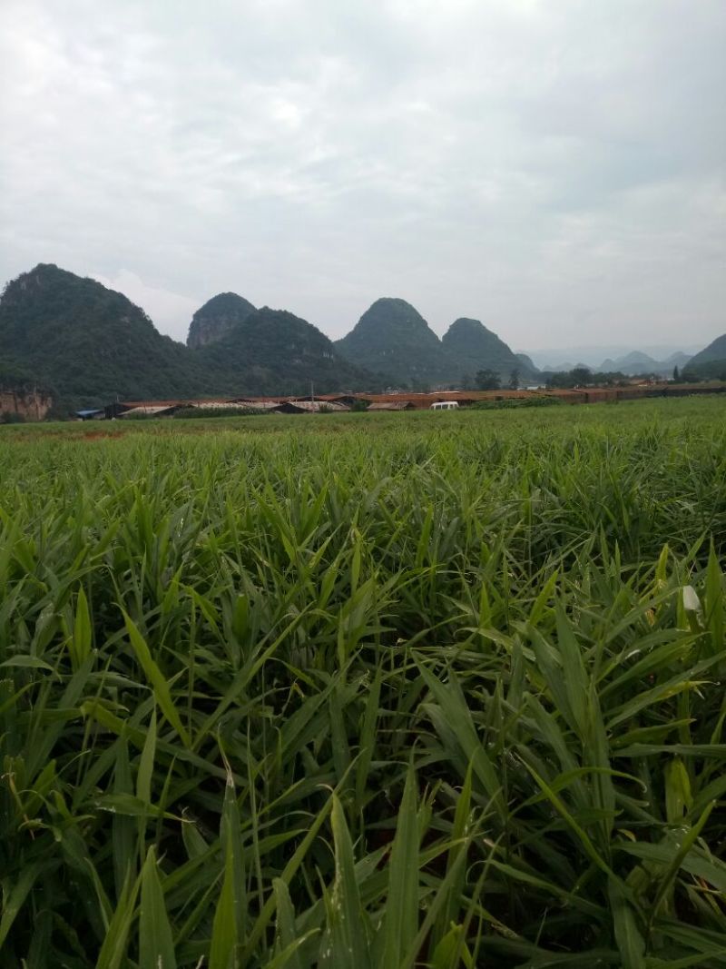 小黄姜3两以上带土