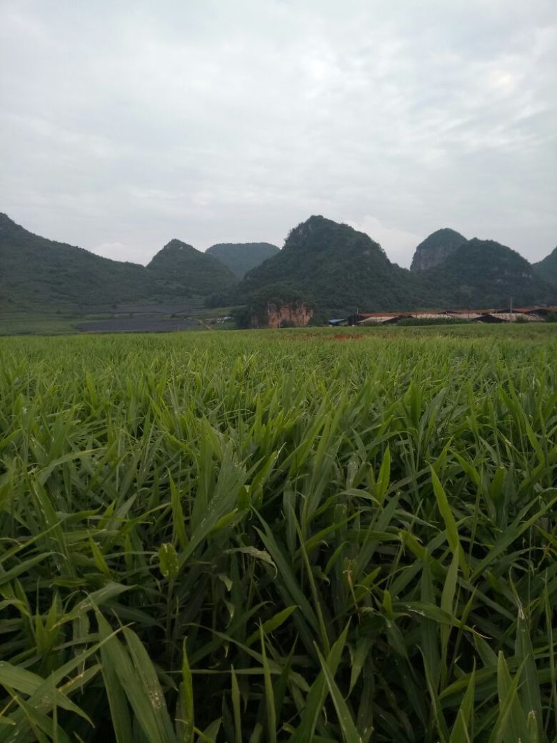 小黄姜3两以上带土