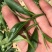 白芽奇兰茶