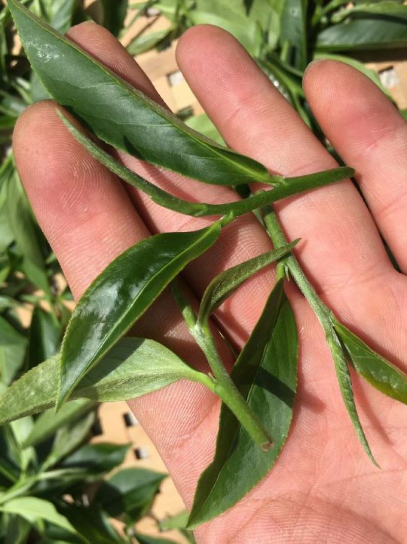 白芽奇兰茶