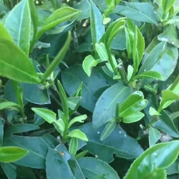 白芽奇兰茶