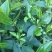 白芽奇兰茶