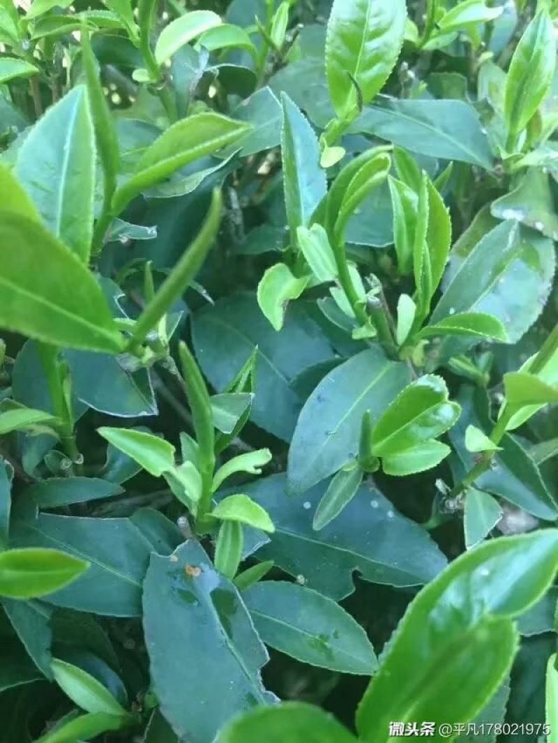 白芽奇兰茶