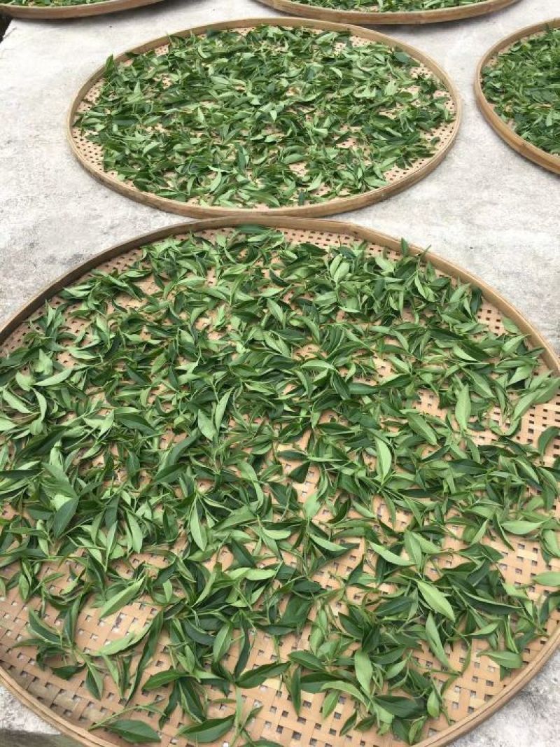 白芽奇兰茶
