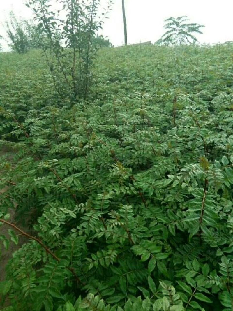 甘肃甘谷伏椒大红袍花椒树苗