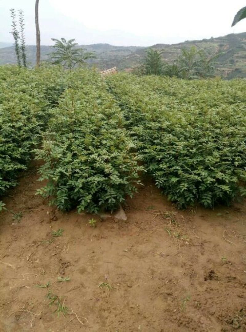 甘肃甘谷伏椒大红袍花椒树苗