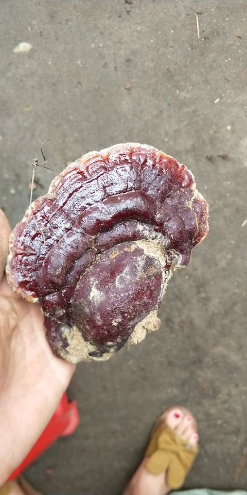 赤灵芝