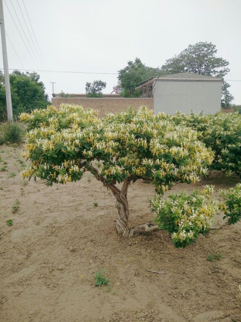 金银花盆景树