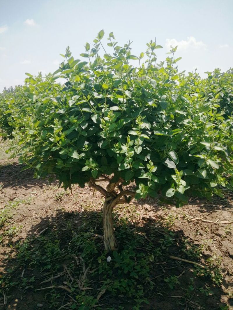 金银花盆景树