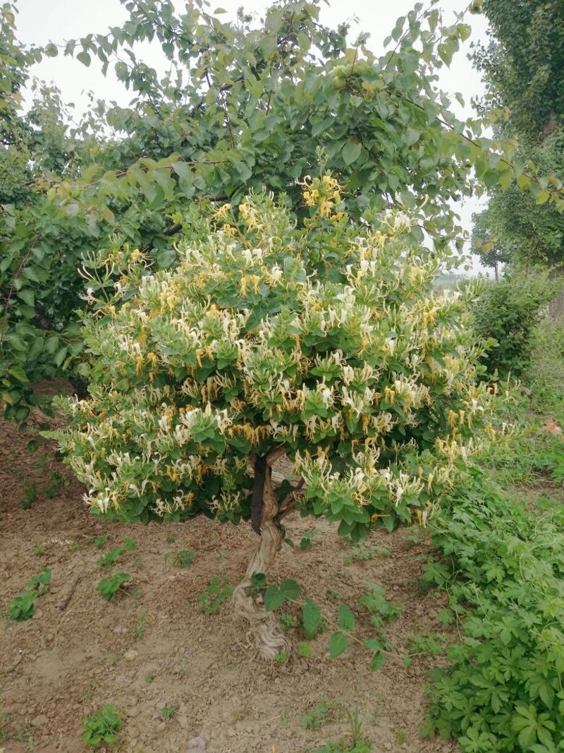 金银花盆景树