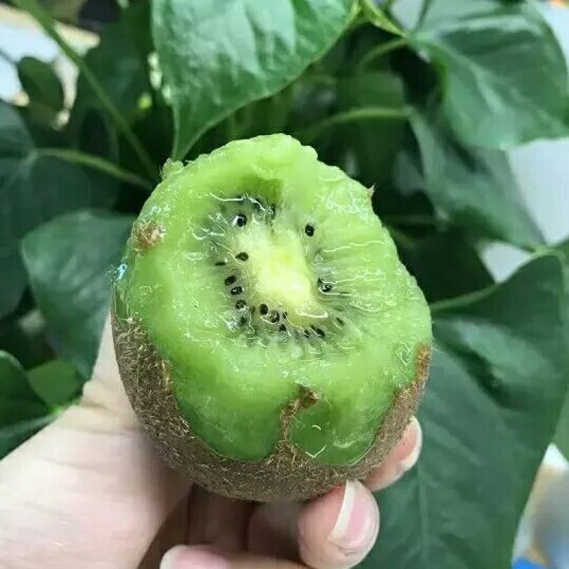 翠香猕猴桃周至鲜果包邮