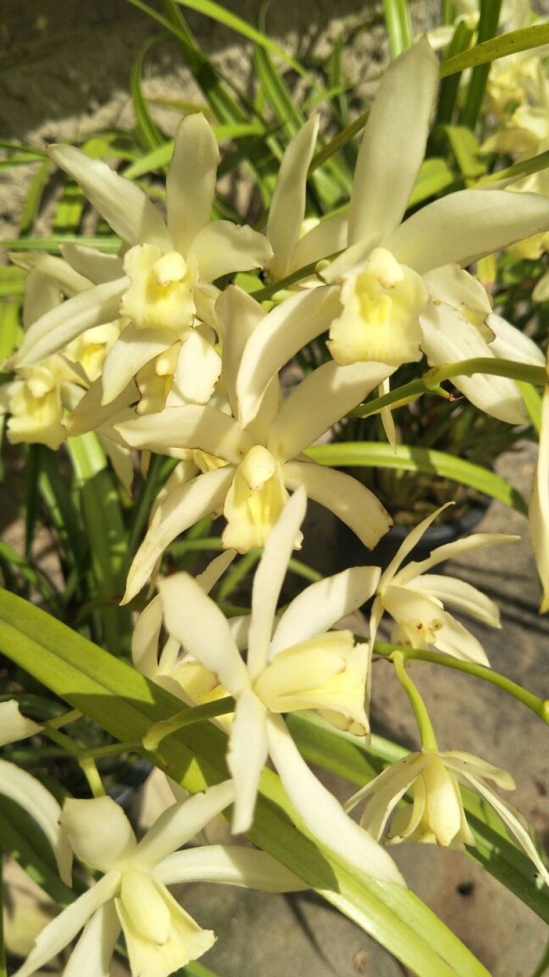 白花蕙兰