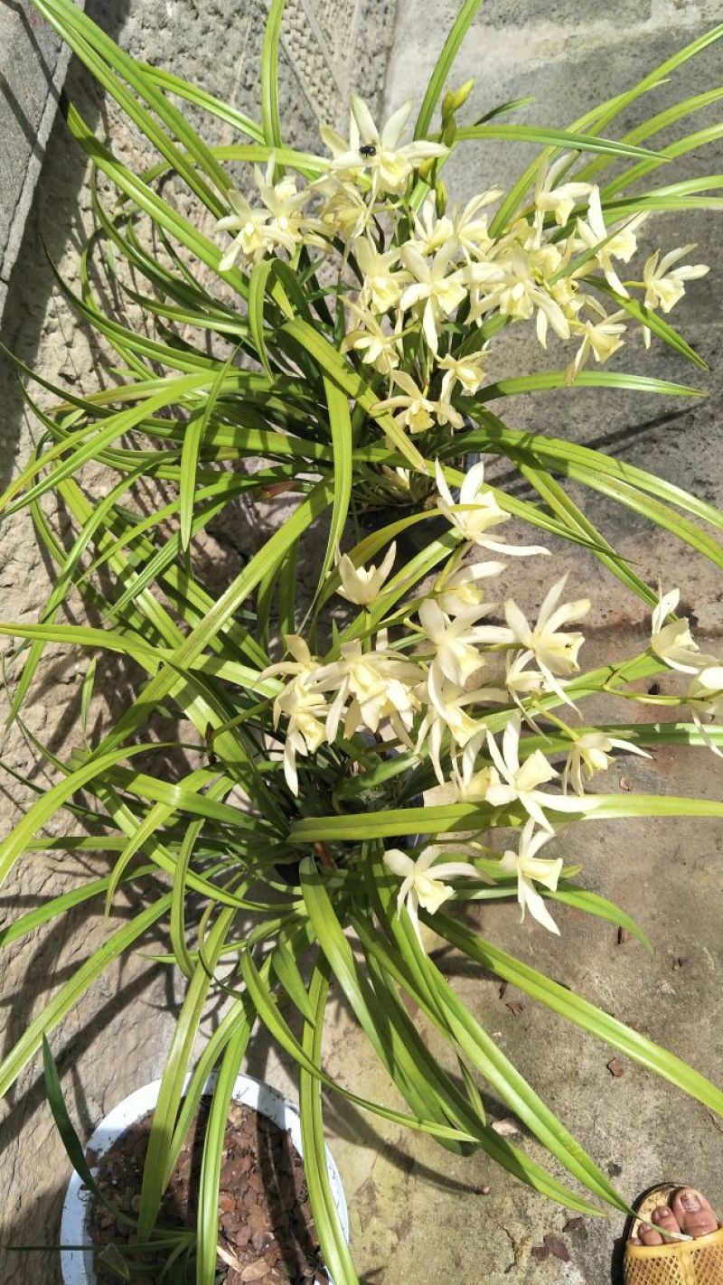 白花蕙兰