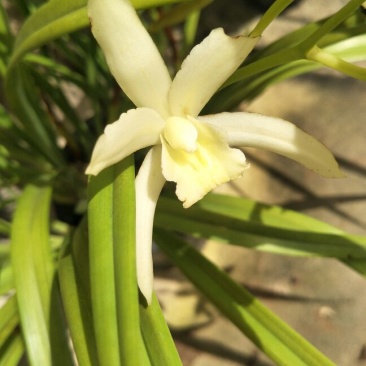 白花蕙兰
