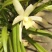 白花蕙兰