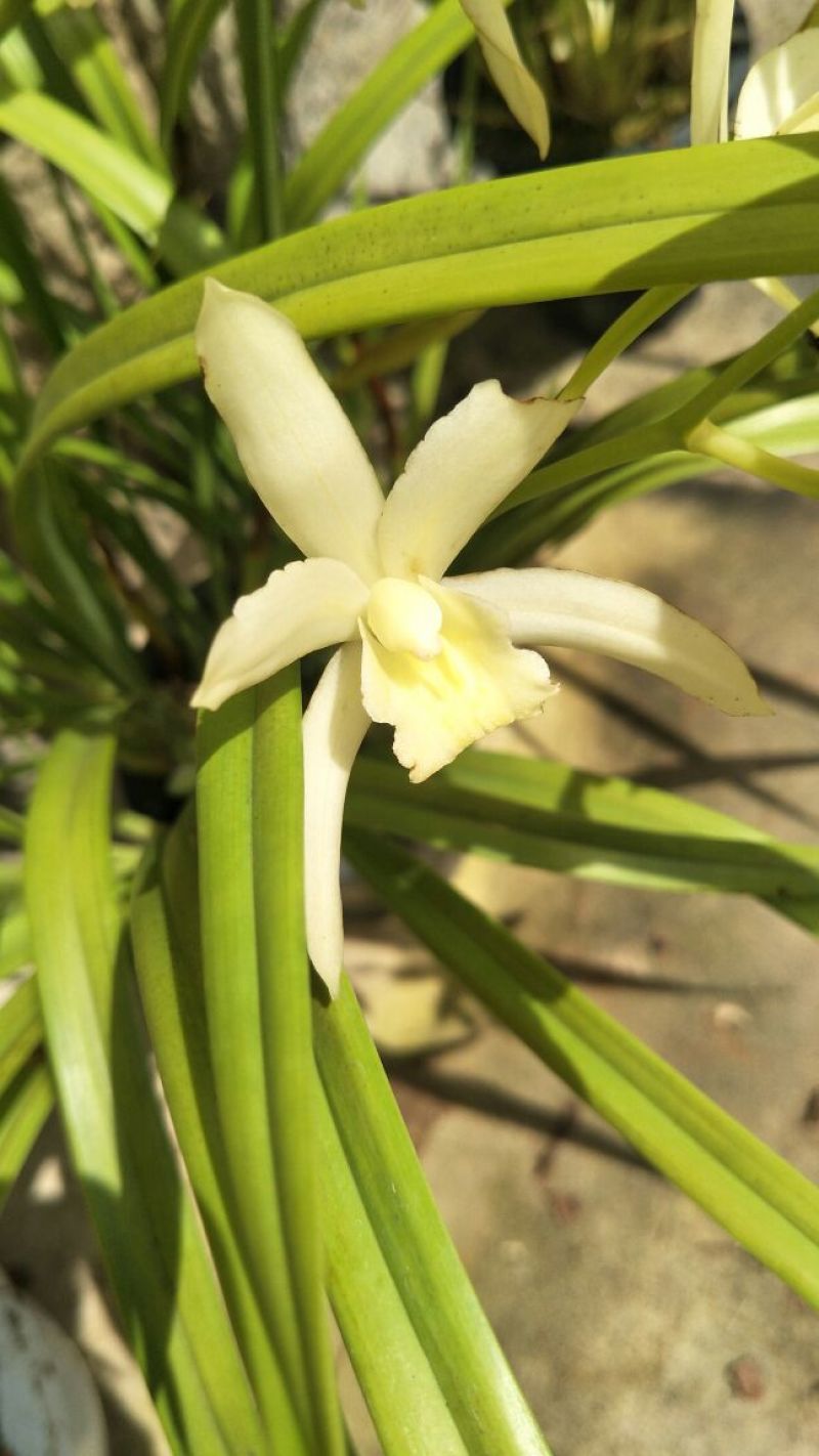 白花蕙兰