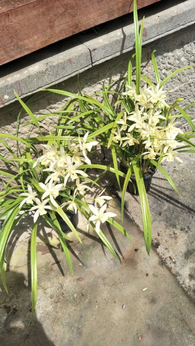 白花蕙兰