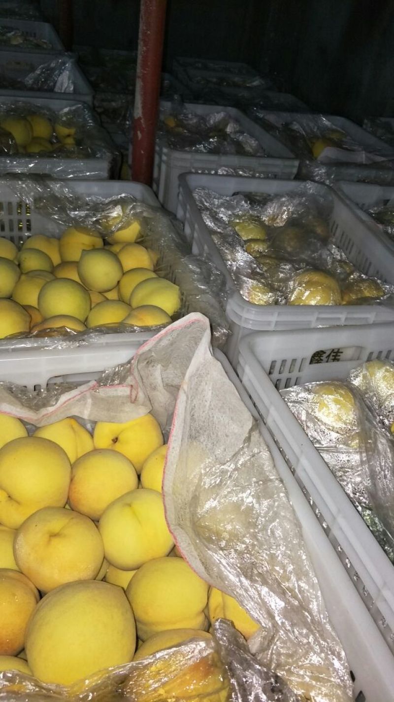 金黄金，离核，上市中