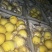 金黄金，离核，上市中
