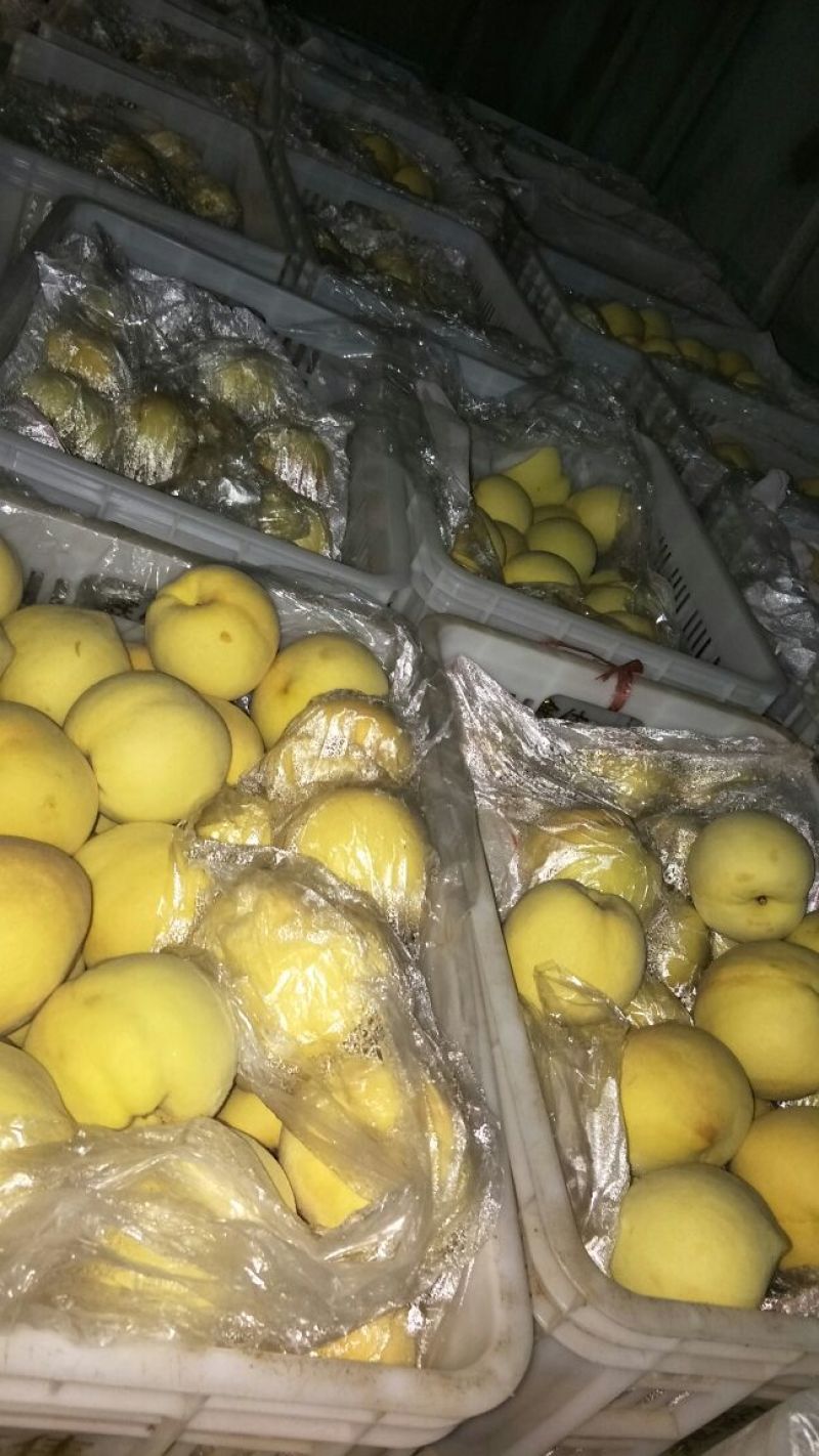 金黄金，离核，上市中