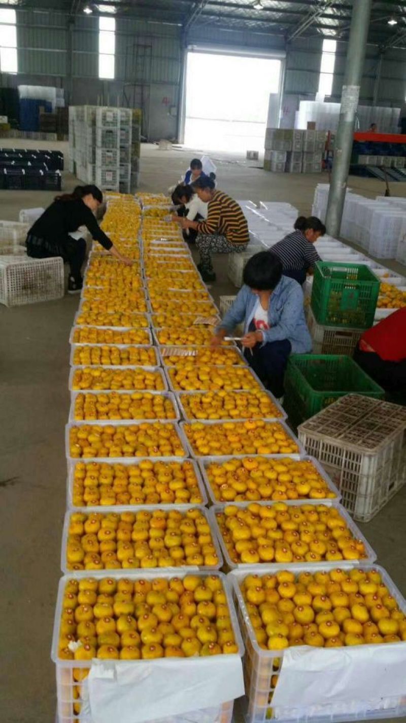 蜜橘湖北蜜桔产地一手货源现摘现发皮薄肉嫩无渣
