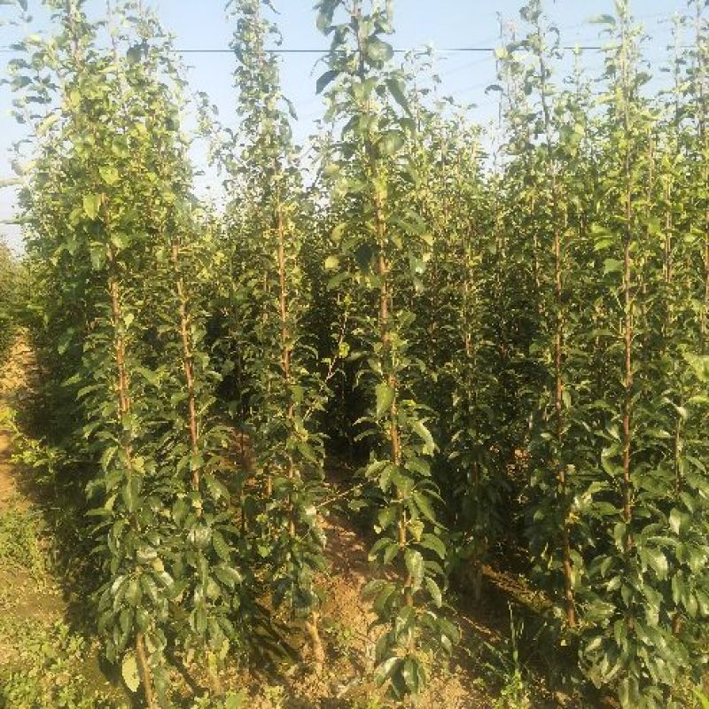 梨树苗山农酥梨，红香酥梨，秋月梨，新梨7号，玉露香梨