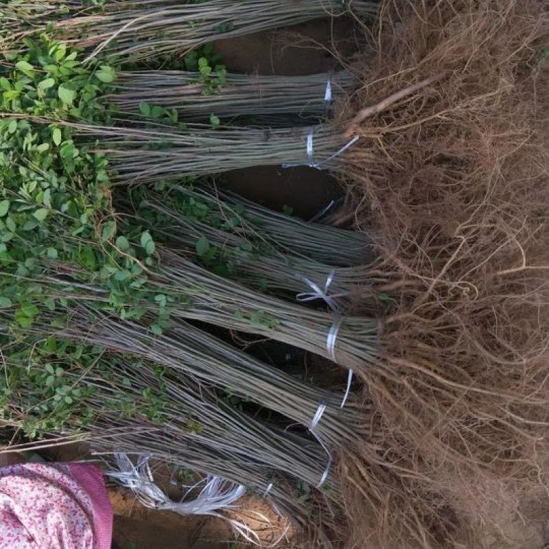 紫穗槐，基地，有把握的紫穗槐基地，常年供应，期待你的到来