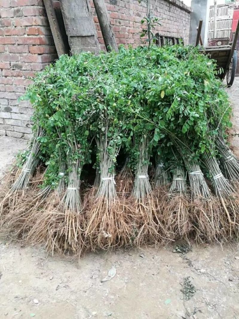 紫穗槐，基地，有把握的紫穗槐基地，常年供应，期待你的到来