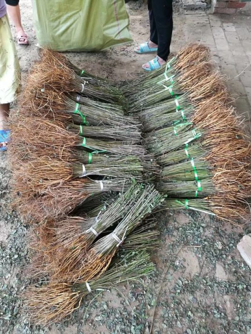 紫穗槐，基地，有把握的紫穗槐基地，常年供应，期待你的到来