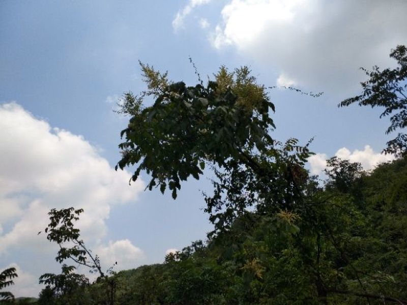 蜜蜂土蜂蜜百花蜜一斤装不纯包退