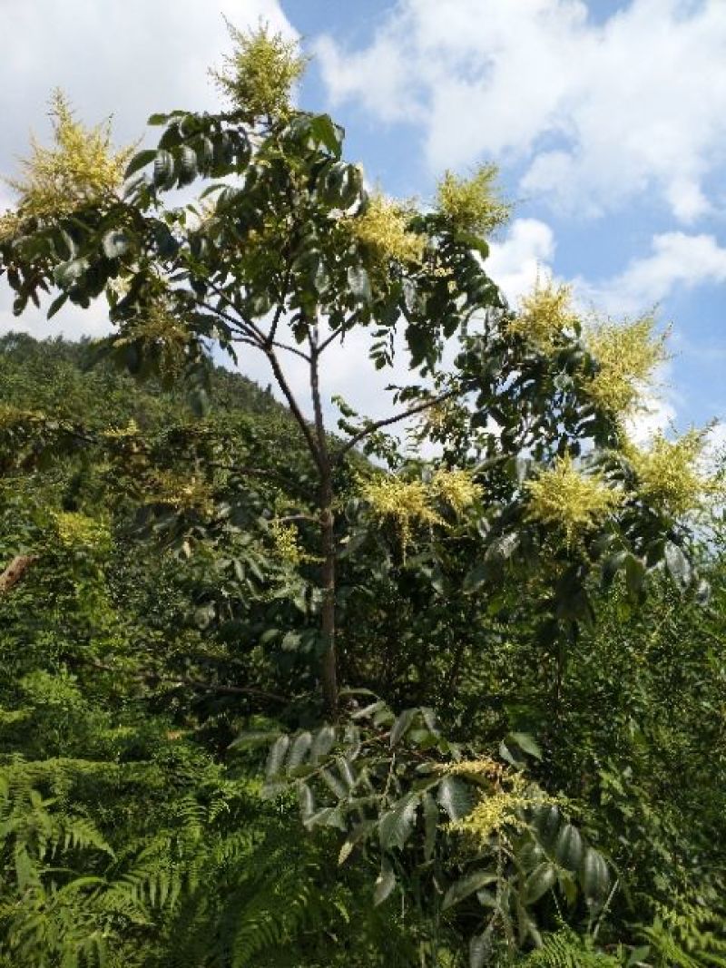蜜蜂土蜂蜜百花蜜一斤装不纯包退