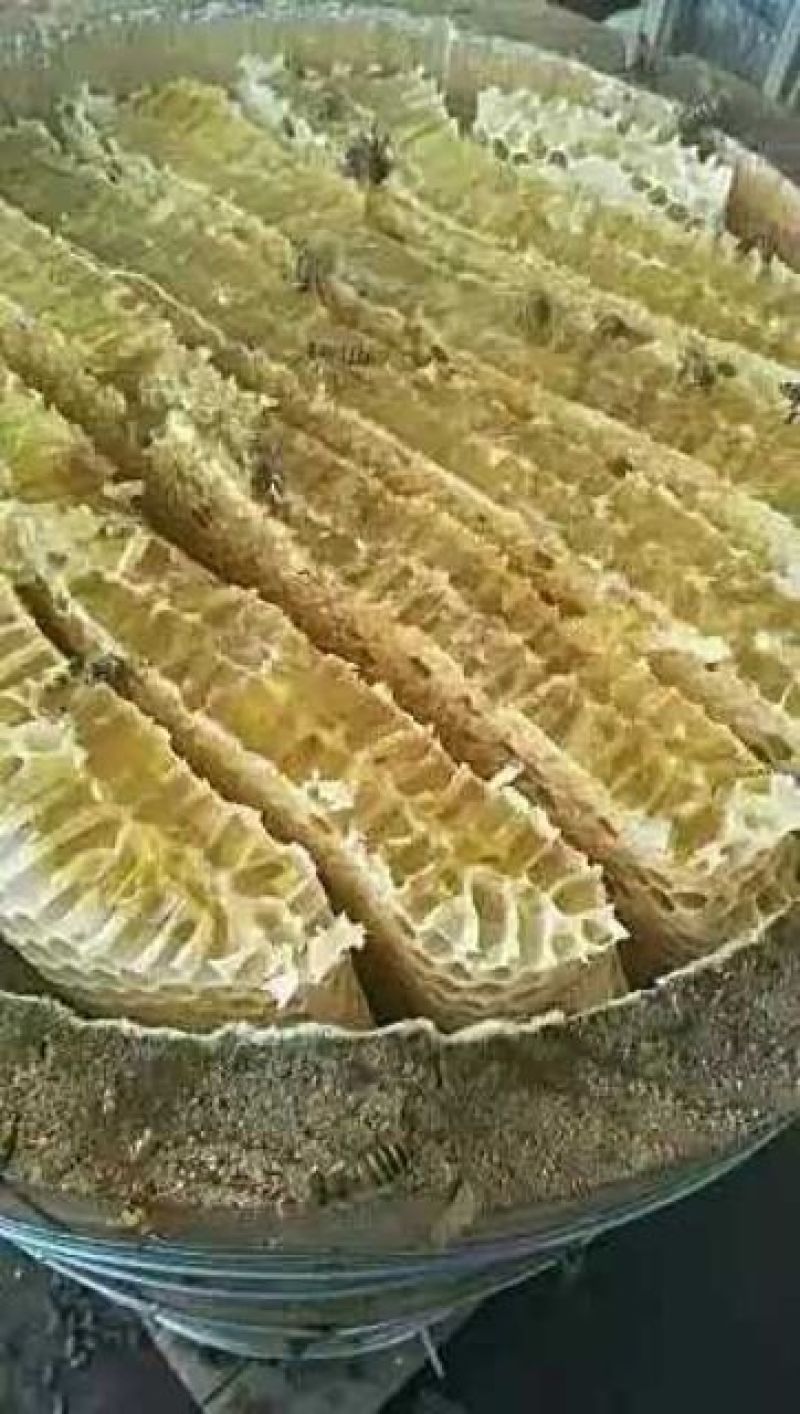 蜜蜂土蜂蜜百花蜜一斤装不纯包退