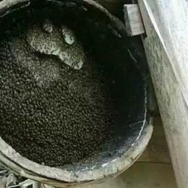 蜜蜂土蜂蜜百花蜜一斤装不纯包退