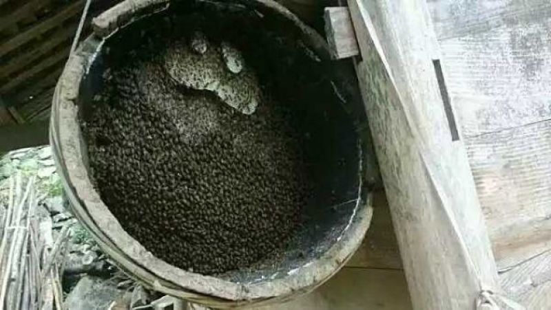 蜜蜂土蜂蜜百花蜜一斤装不纯包退
