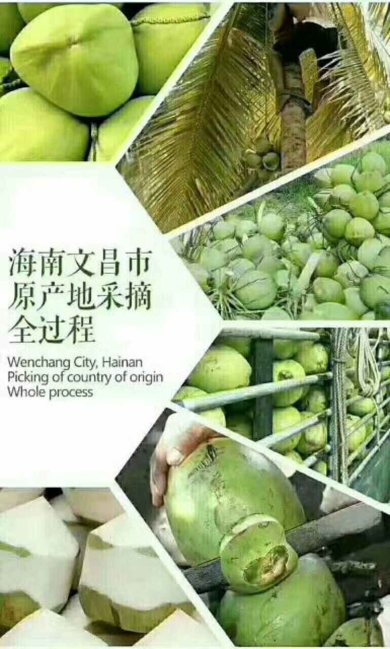 海南椰青