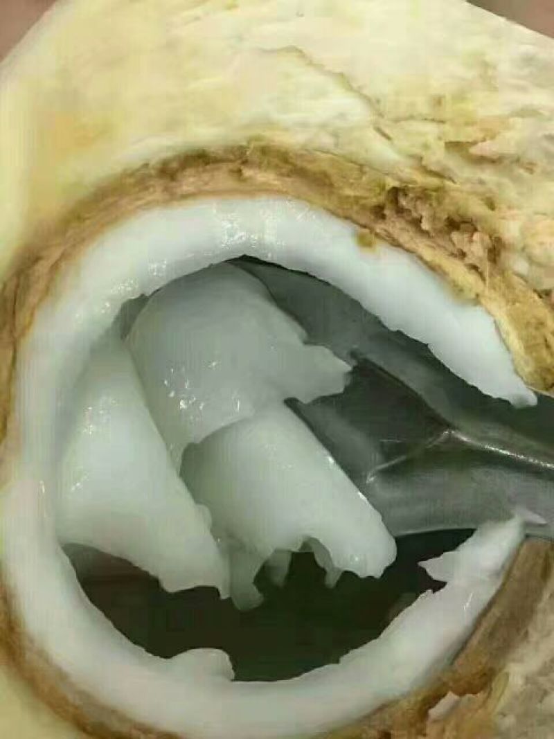 海南椰青