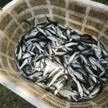1斤7到10尾的鲮鱼