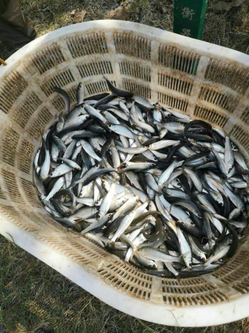 1斤7到10尾的鲮鱼