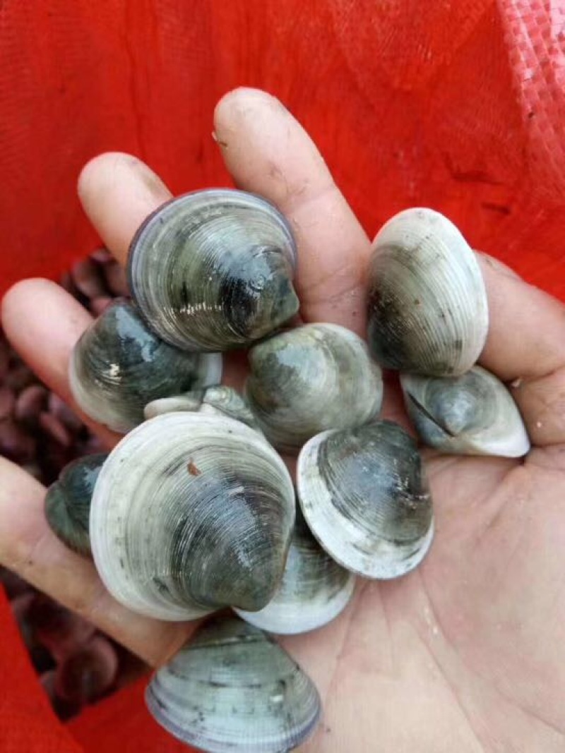 梭子蟹食用鲜货