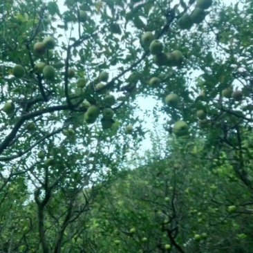 大量金川苹果