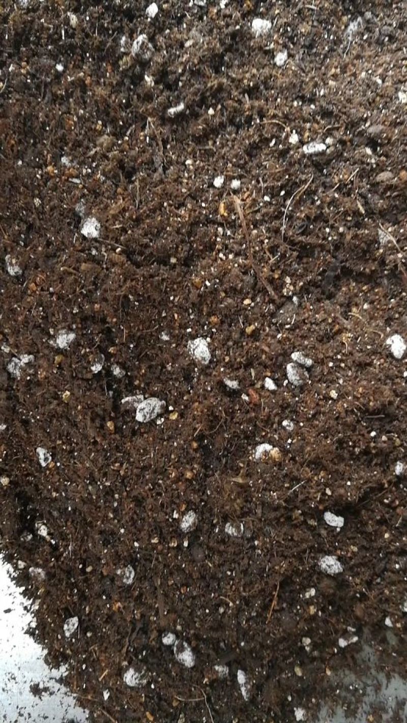 育苗基质大量供应厂家直销绿色安全添加进口原料