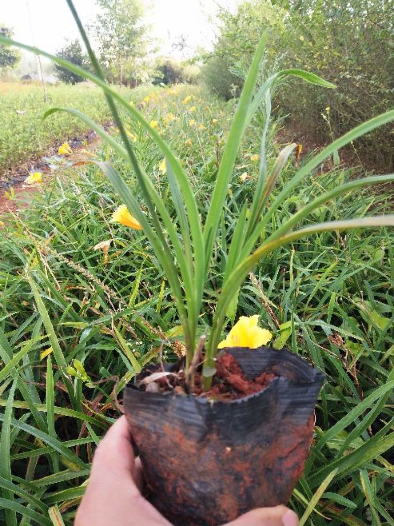 金娃娃萱草