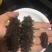 干海参东山A级海参，40个左右一斤