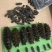 干海参东山A级海参，40个左右一斤