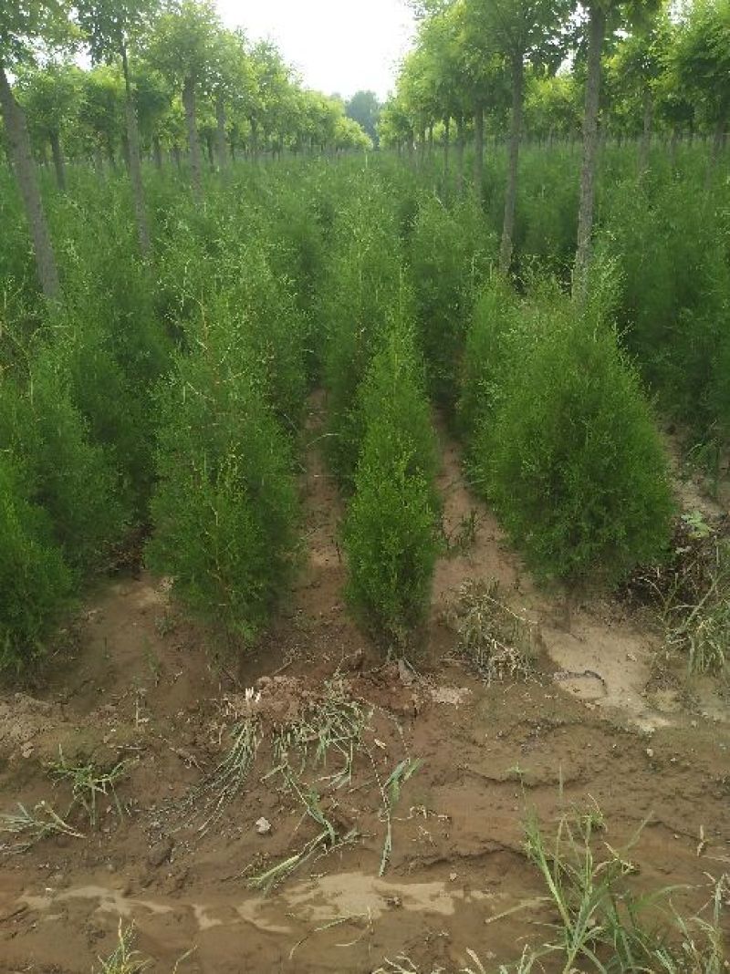 侧柏，侧柏苗，柏树苗40---1.5米营养杯侧柏。自家苗