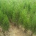 侧柏，侧柏苗，柏树苗40---1.5米营养杯侧柏。自家苗