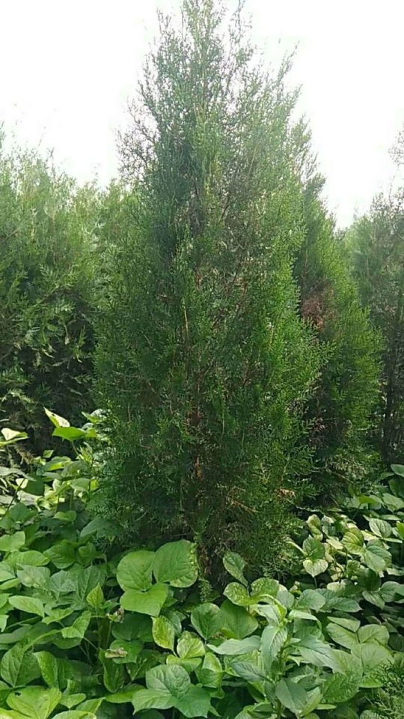 侧柏，侧柏苗，柏树苗40---1.5米营养杯侧柏。自家苗